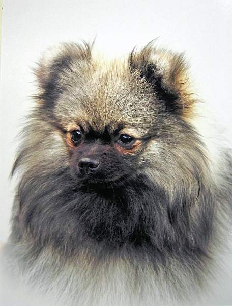 Algernon - Alan Powell.jpg